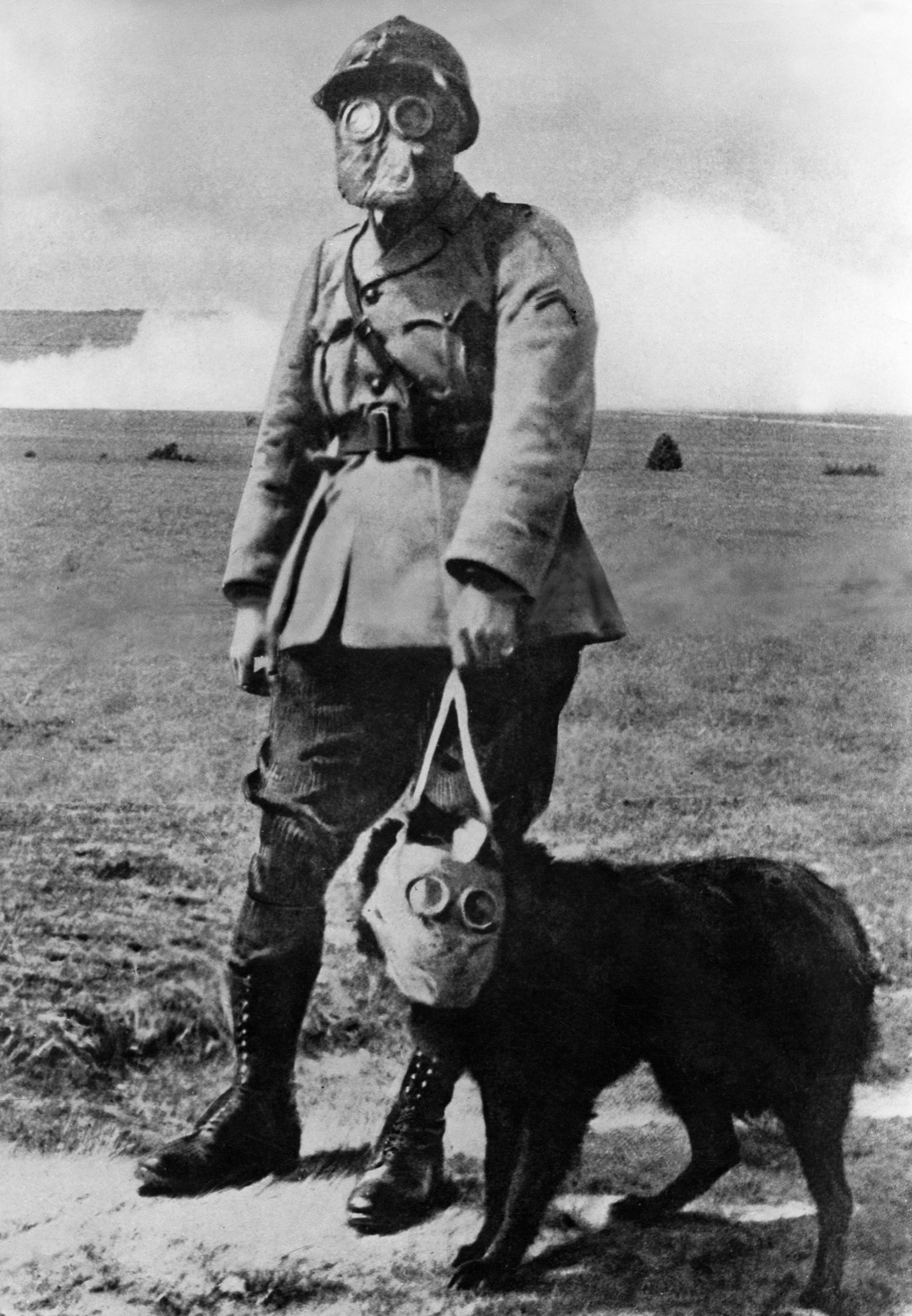 WWI Dogs
