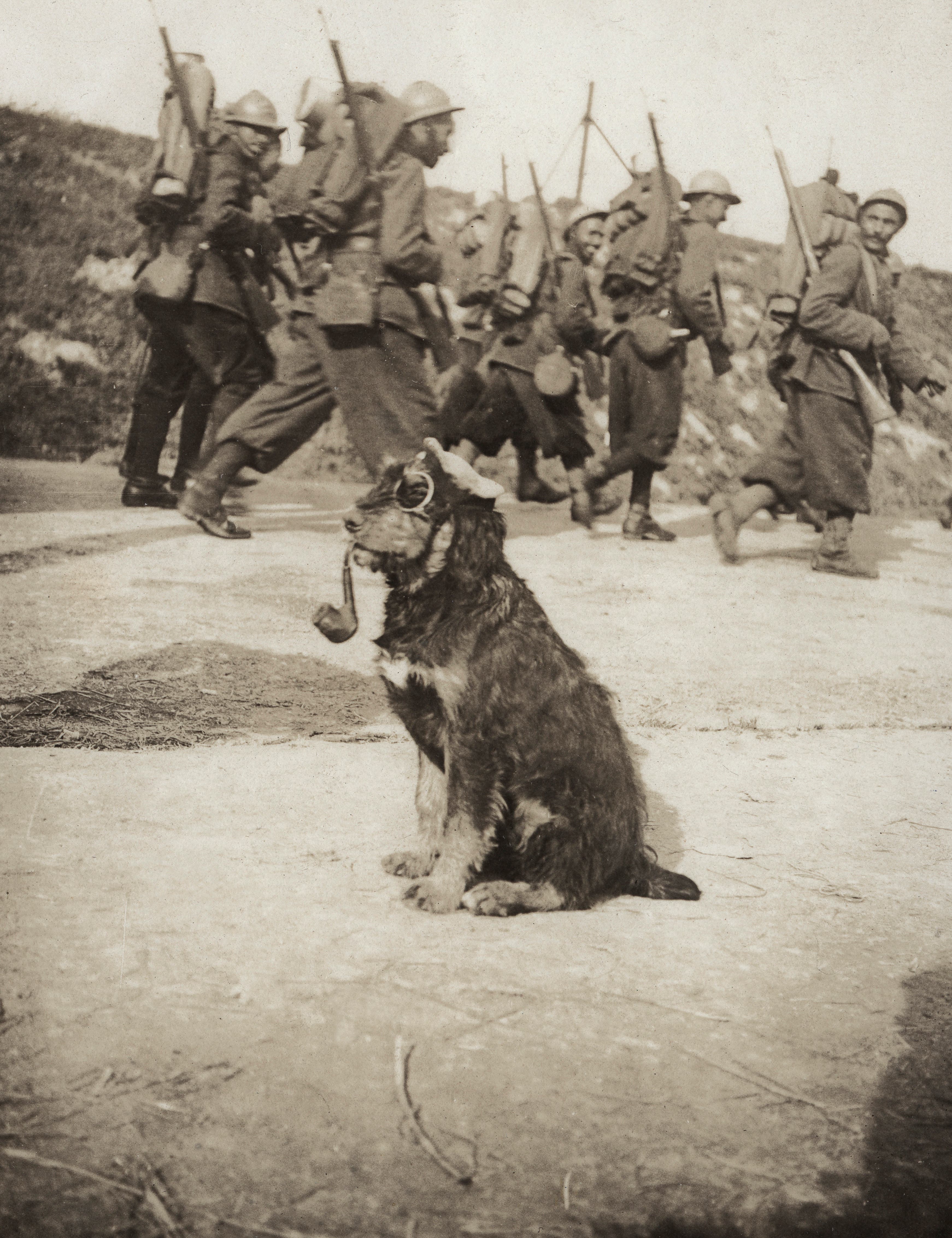 WWI Dogs