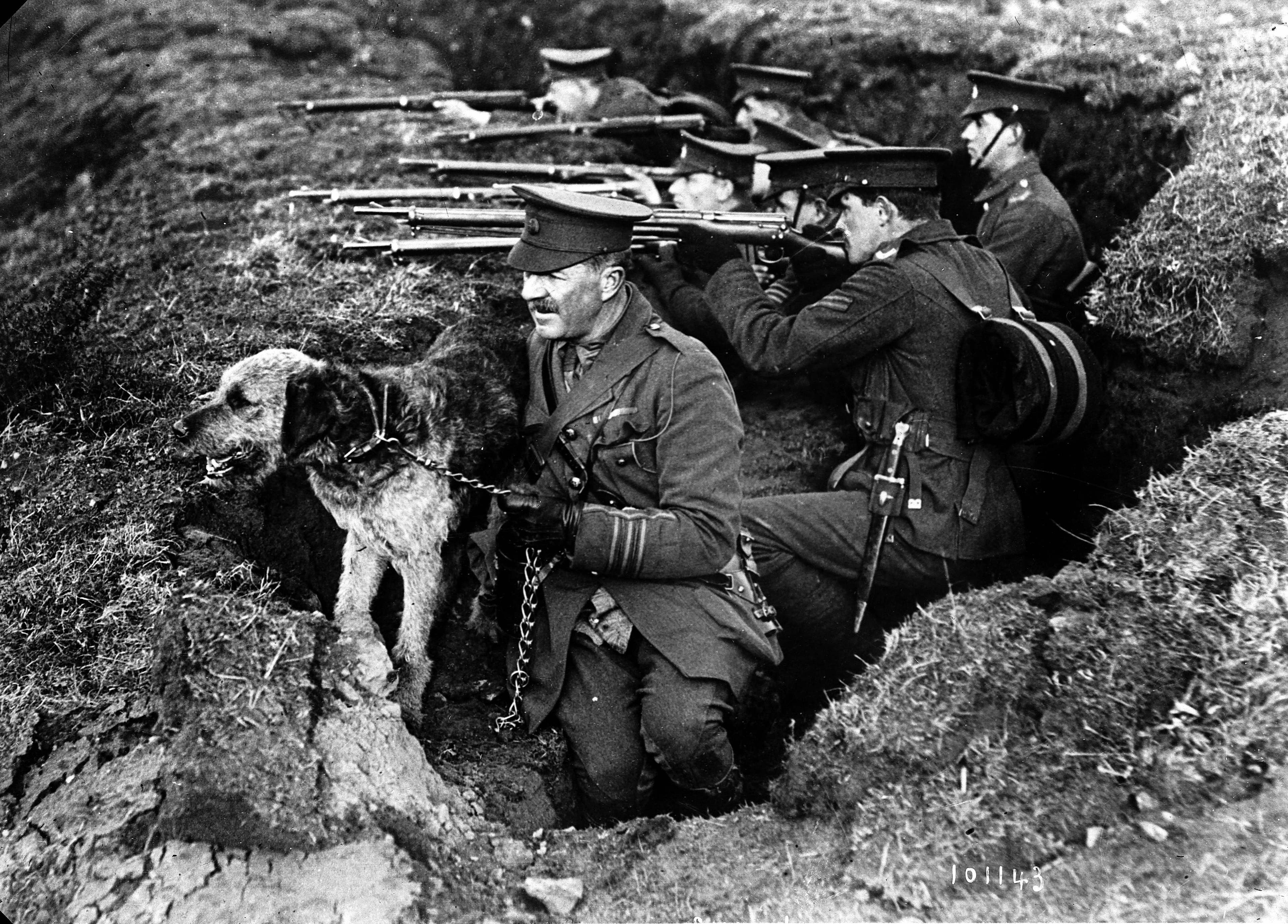 WWI Dogs