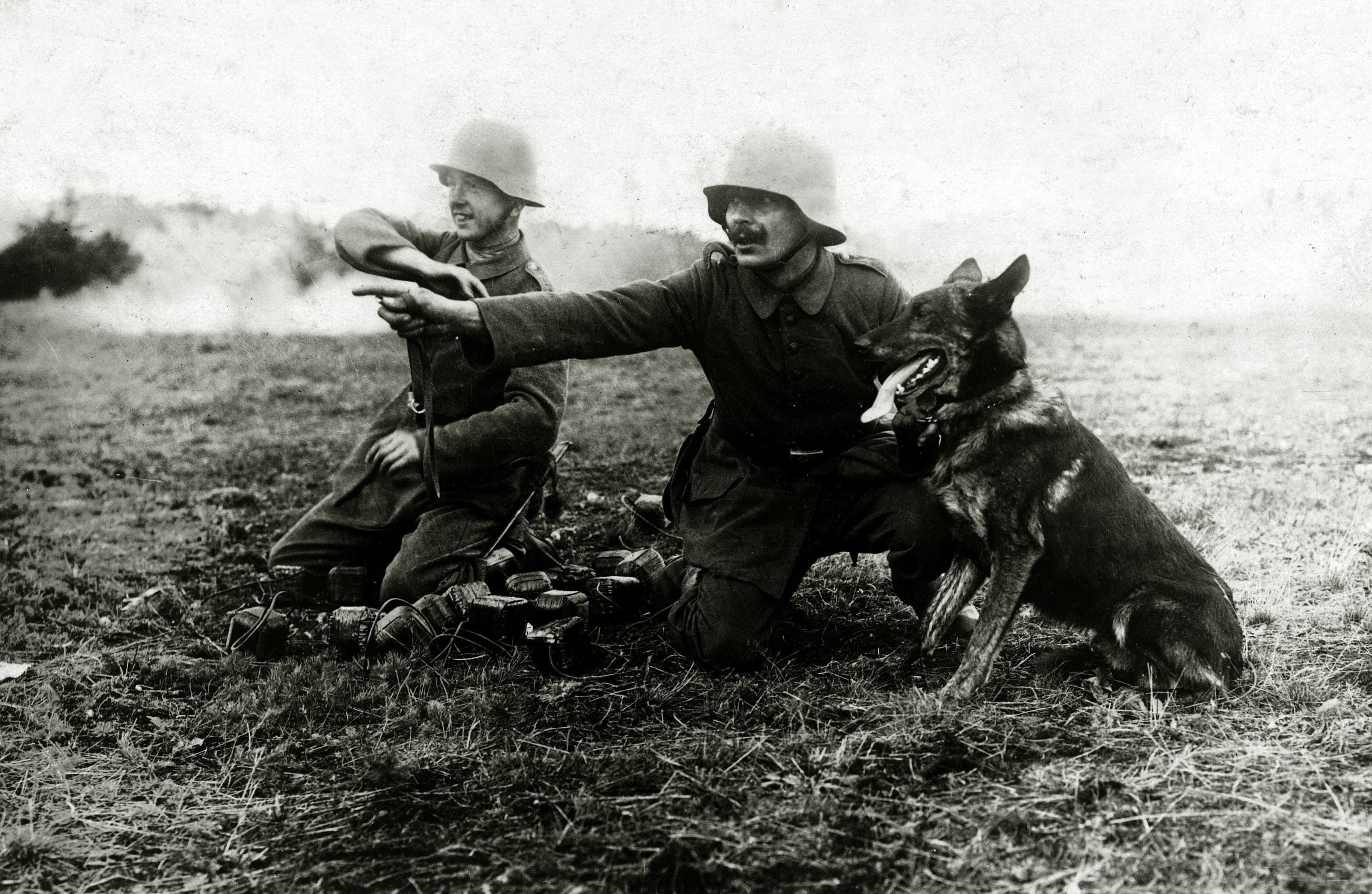 WWI Dogs
