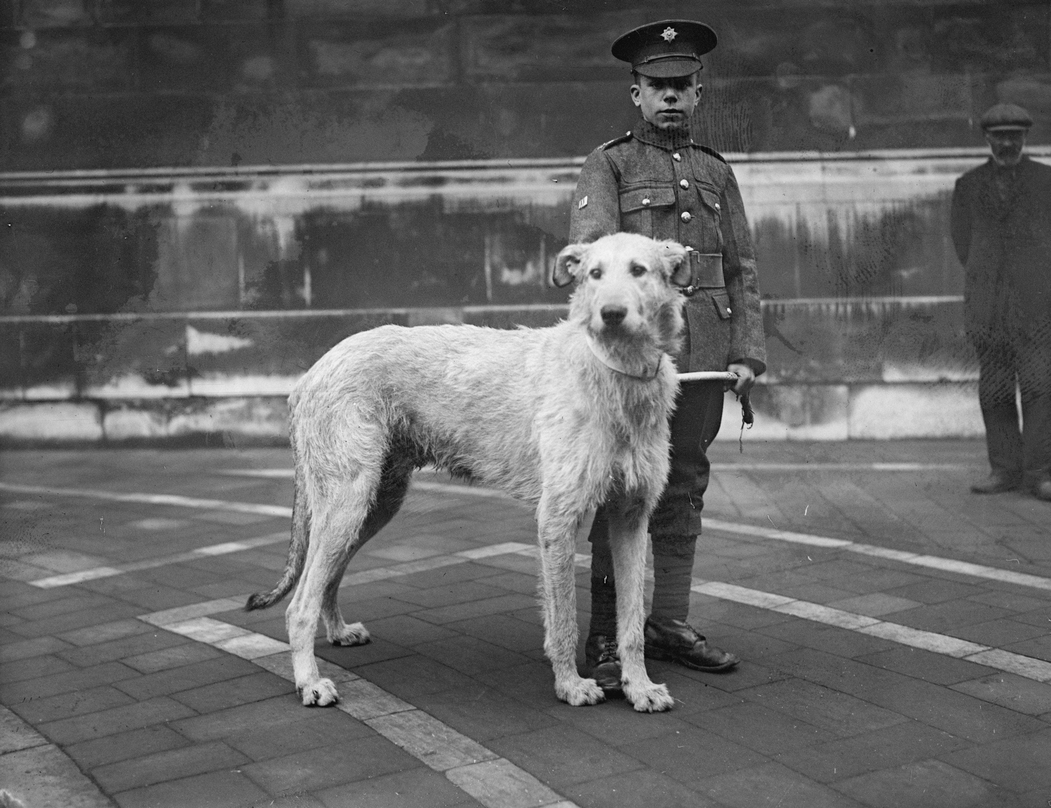 WWI Dogs