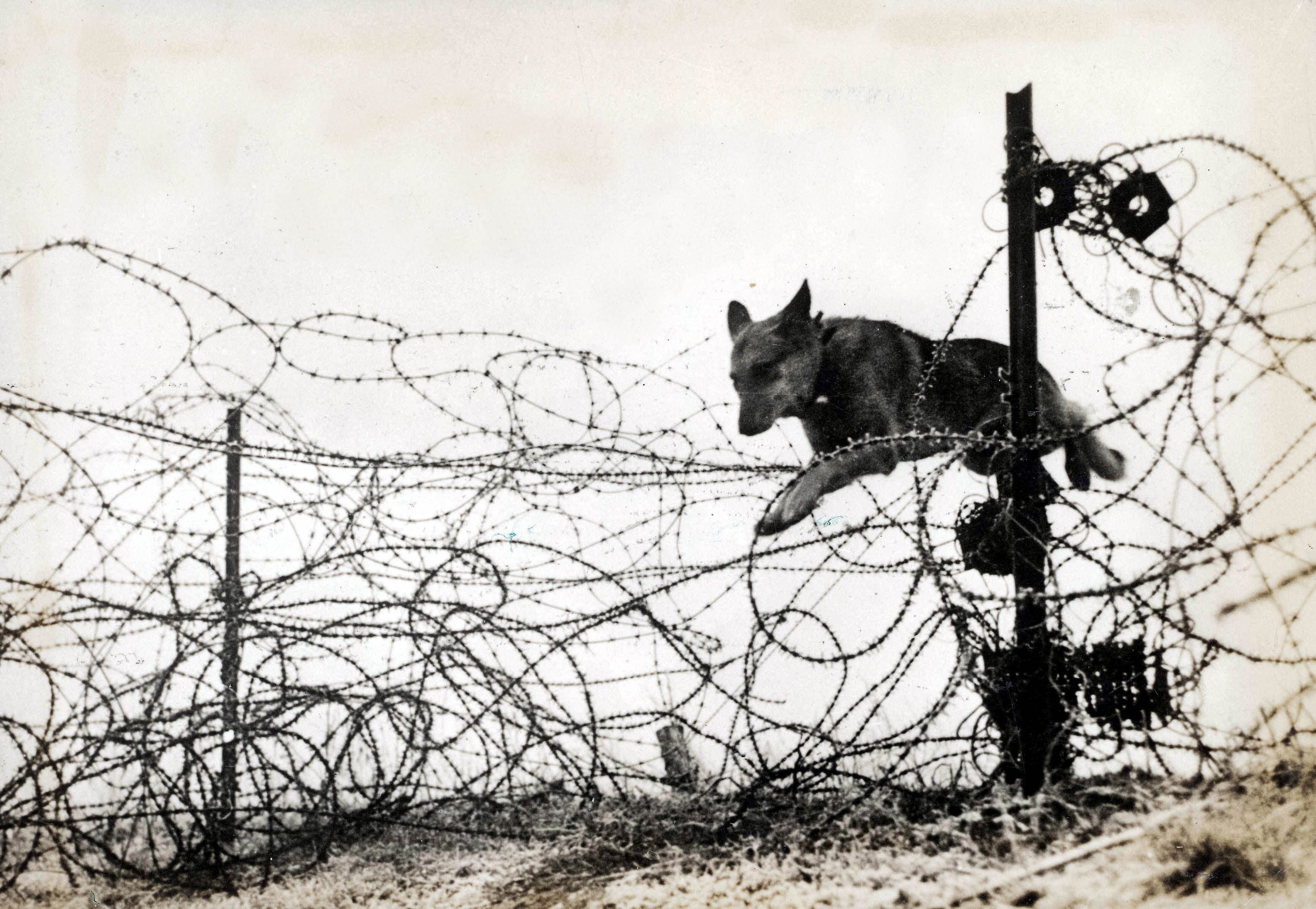WWI Dogs