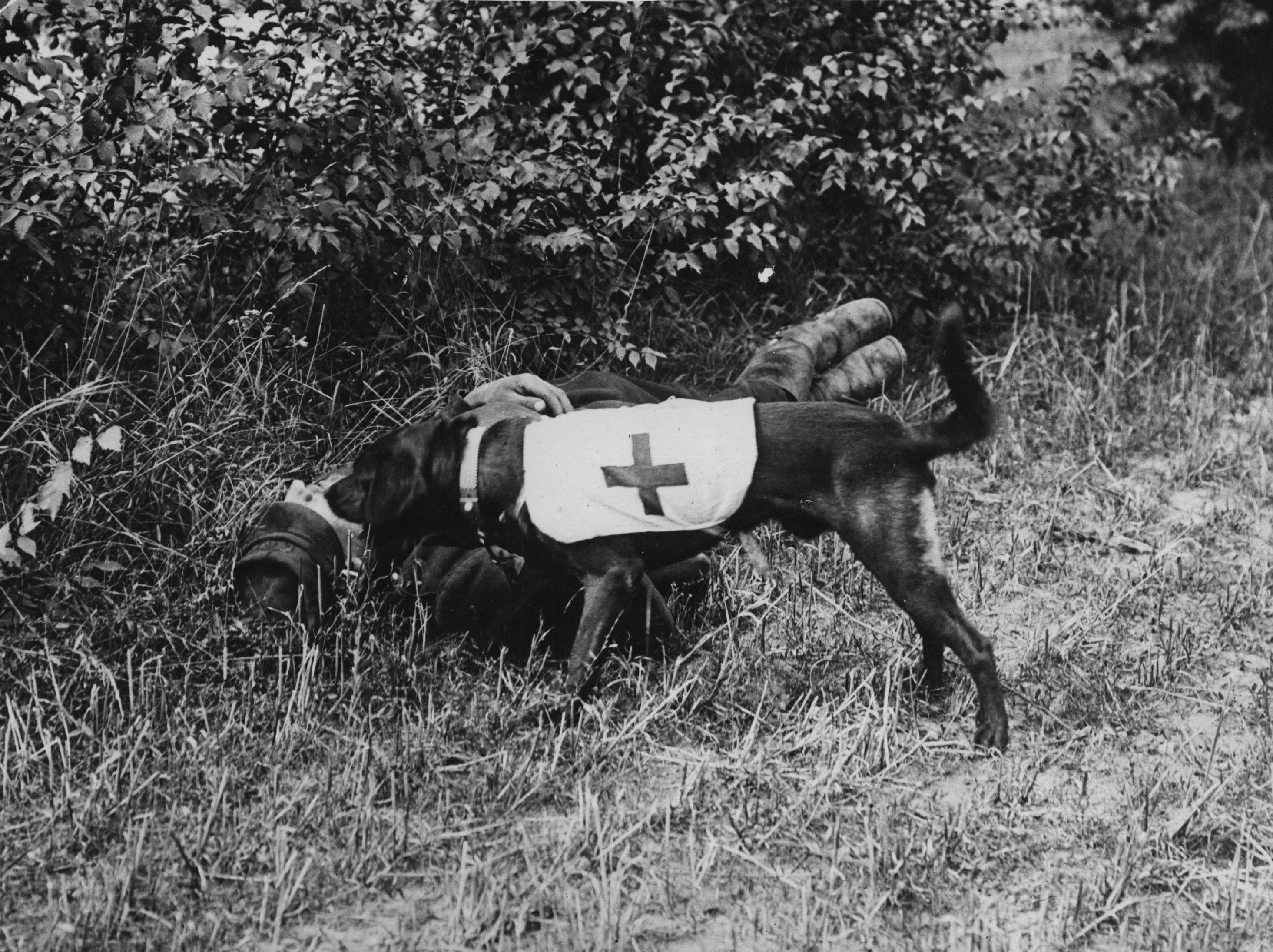 WWI Dogs