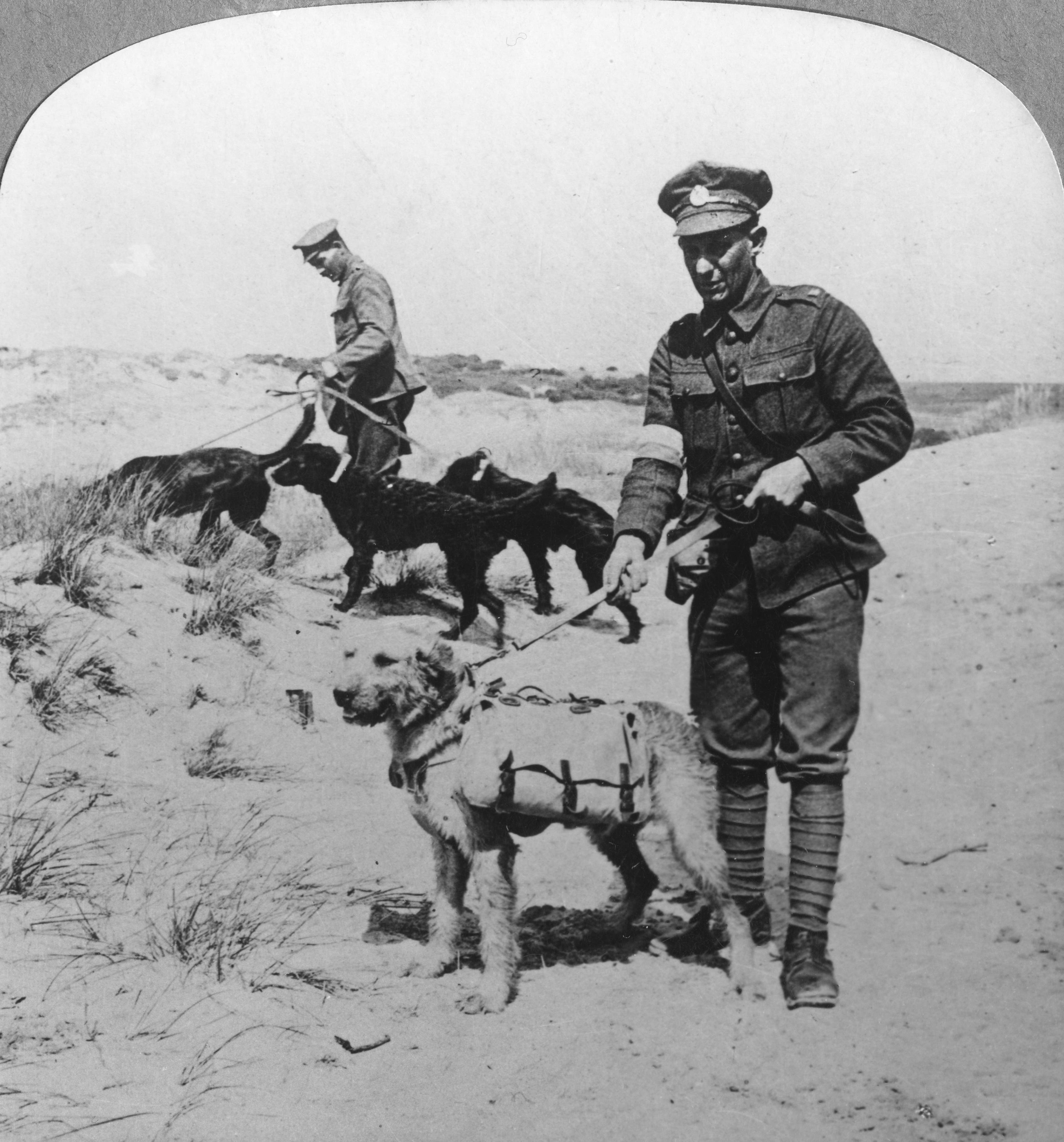 WWI Dogs