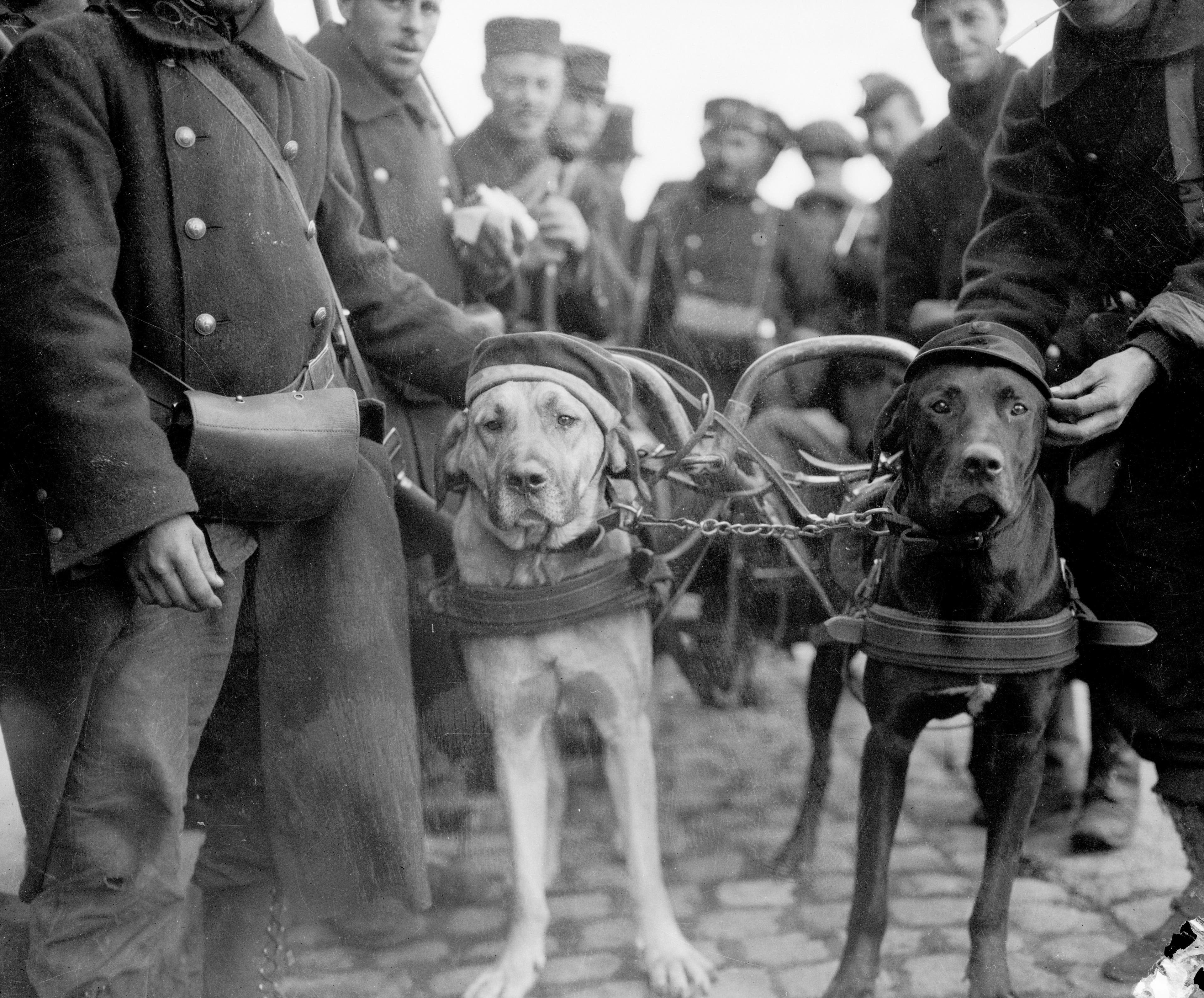 WWI Dogs