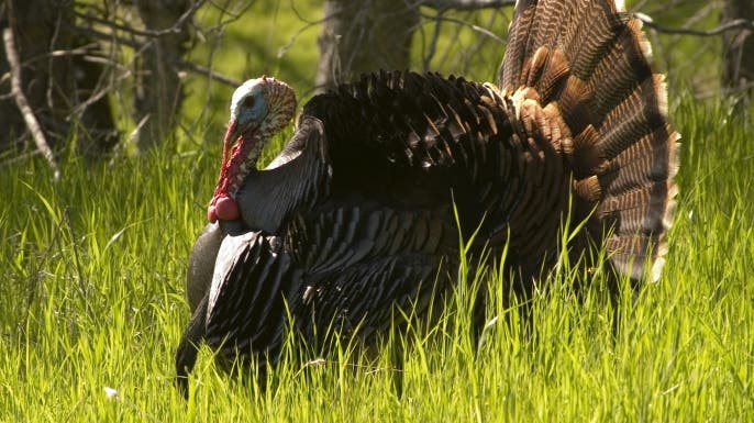 HUNGRY Turkey Talk: The Story Behind Your Thanksgiving Bird
