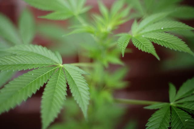 (FILES) This file picture taken on Octob(FILES) This file picture taken on October 8, 2007 in London shows a cannabis plant. Britain is to raise the legal classification of cannabis due to the growing prevalence of the potent skunk form of the drug, despite expert advice against doing so, the interior minister said Wednesday May 7, 2008. Home Secretary Jacqui Smith told parliament she would press for cannabis to be re-classified in law as a Class B drug compared with its current, less serious Class C classification. AFP PHOTO/Leon Neal/FILES (Photo credit should read Leon Neal/AFP via Getty Images)