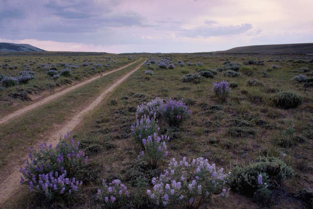 Lupine grows next to wagon wheel ruts made by wagon trains crossing the South Pass on the Oregon Trail. South Pass is the highest point in elevation on the trail.