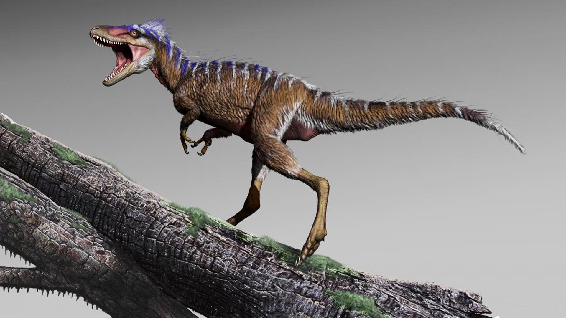 Moros intrepidus