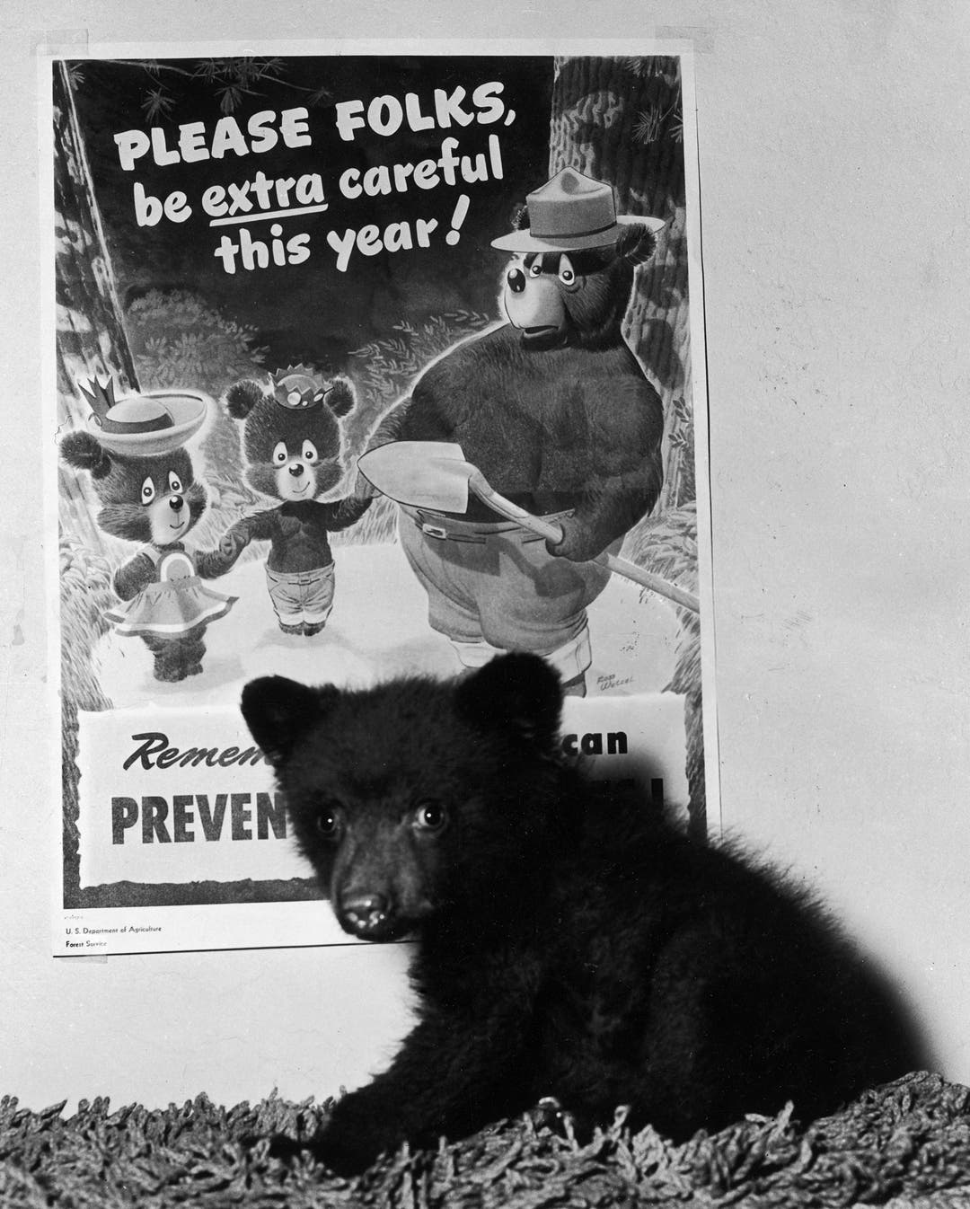 How Fear of a WWII Invasion Gave Rise to Smokey Bear | HISTORY
