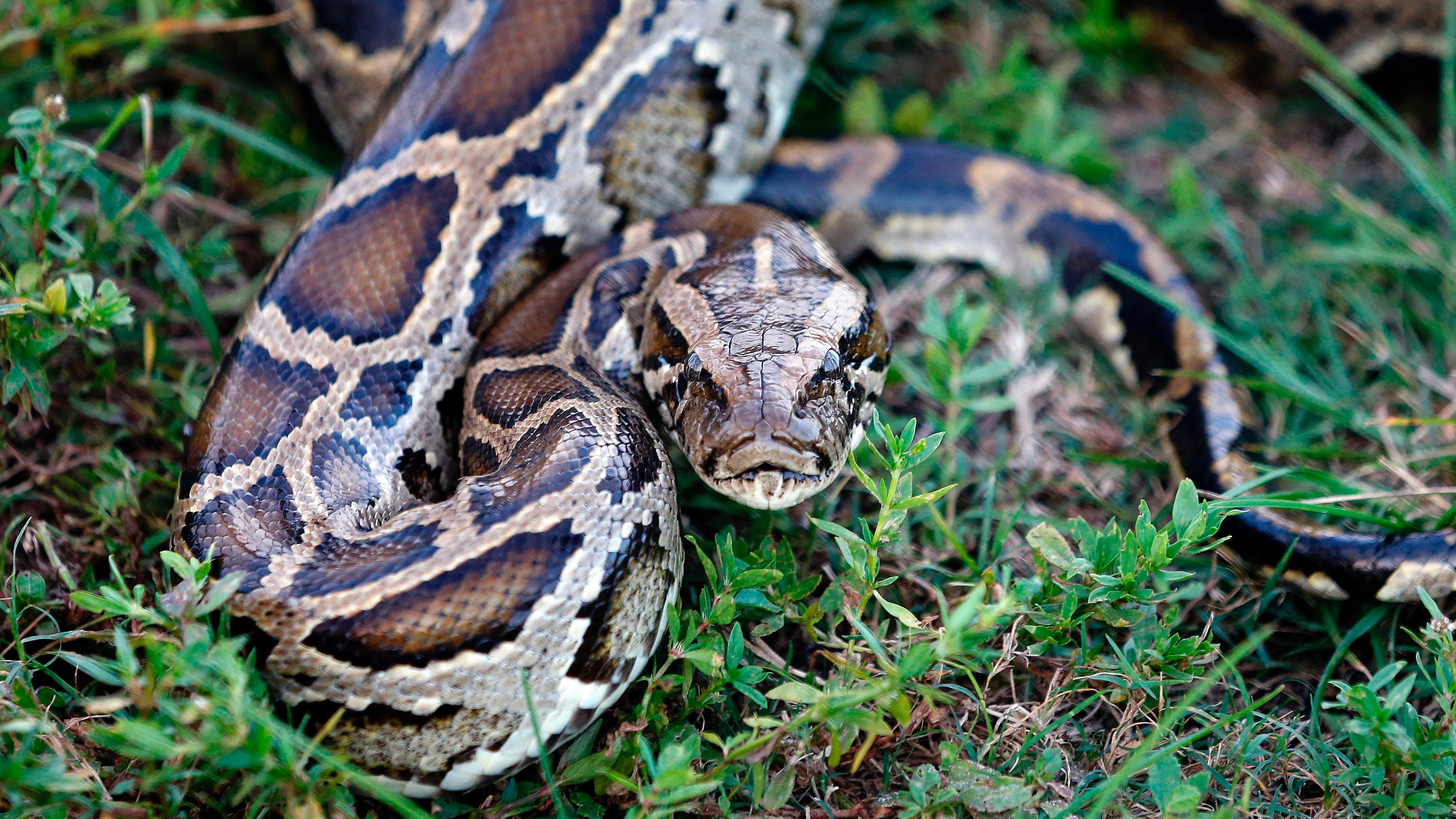 Enormous Albino Boa Constrictor Caught in Florida Backyard: 'This