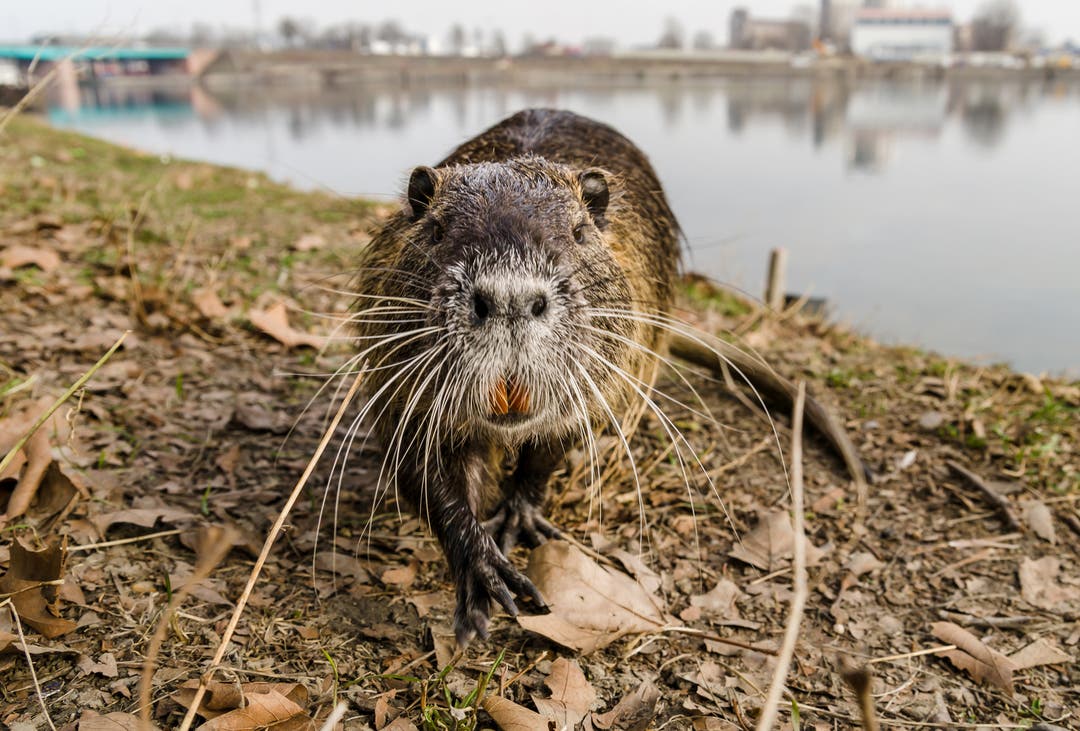 7 Invasive Species That Have Wreaked Havoc in the US | HISTORY