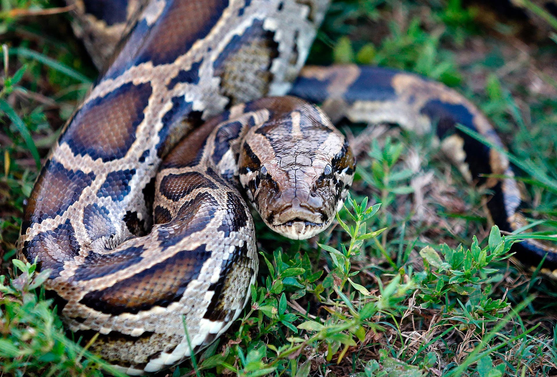 7 Invasive Species That Have Wreaked Havoc in the US | HISTORY