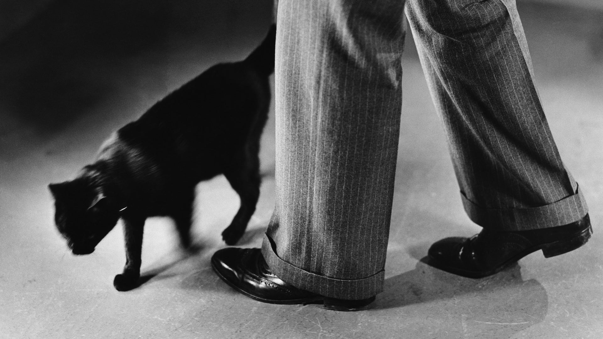 Why Black Cats Are Associated With Halloween and Bad Luck HISTORY
