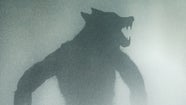 Real Werewolf Sightings The Bestiary Feral A Field Guide To The New