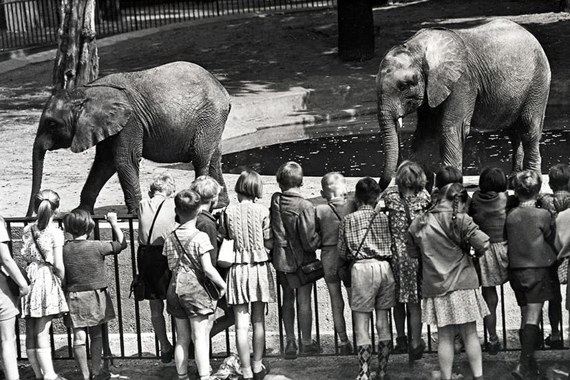 The Cold War Rivalry Between Berlin s Two Zoos the-cold-war-rivalry-between-berlin-s-two-zoos